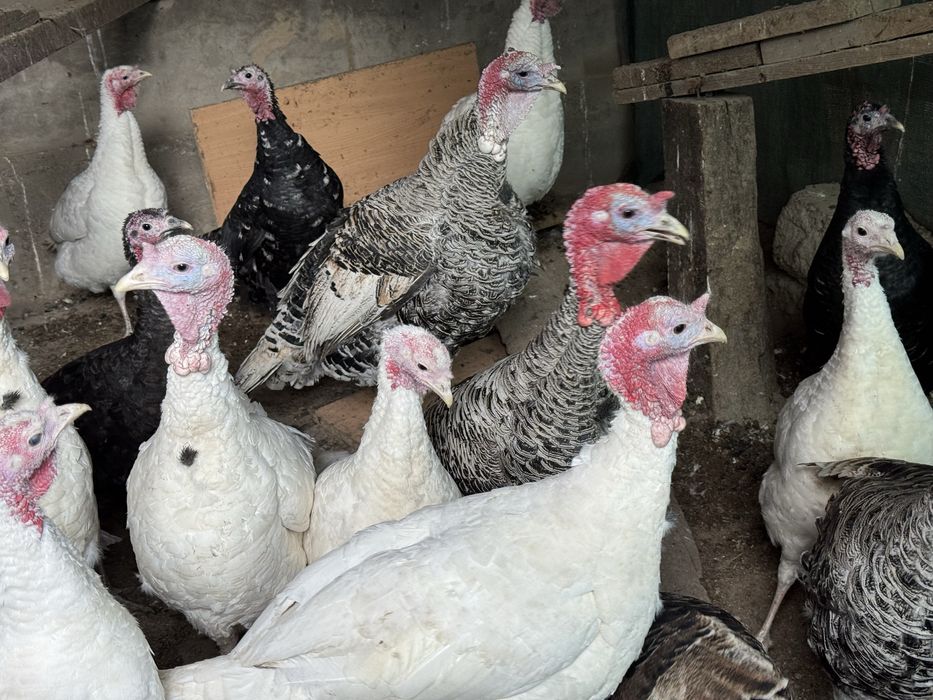 Продается индуки