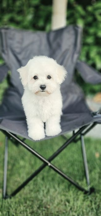Bichon Frise FCI – Tată Campion România „Cum Laudae” | Pedigree AChR