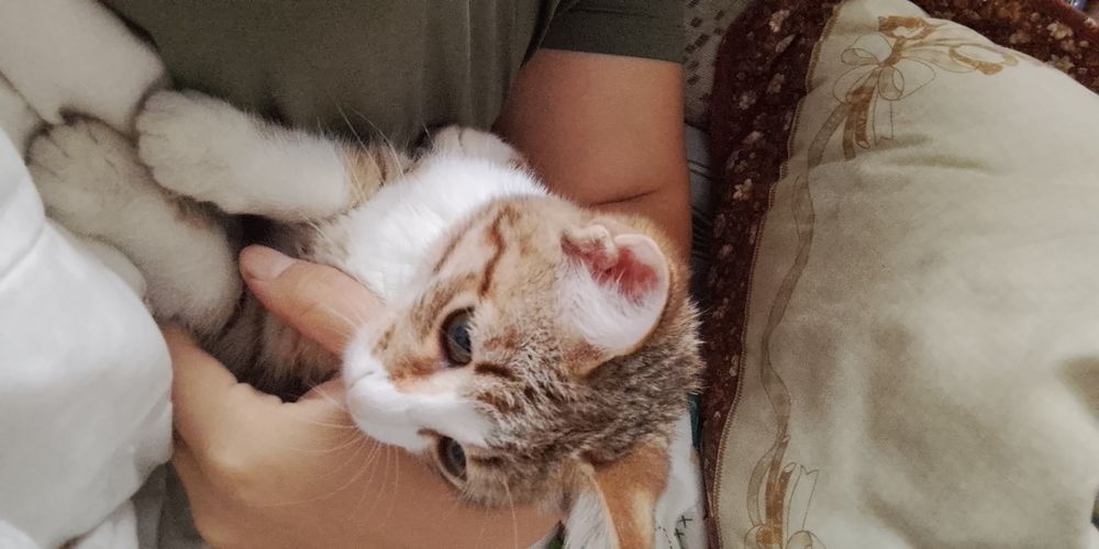 Отдам Даром Котенка