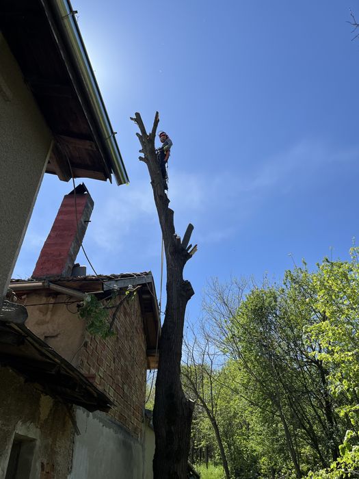 Рязане на опасни дървета в половин България / Арборист / Arborist /
