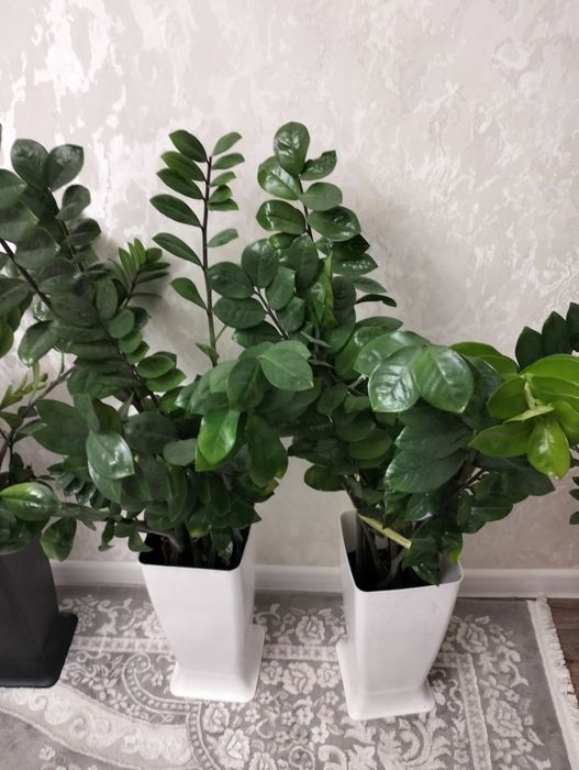 Замиакулькас (Долларовое дерево)