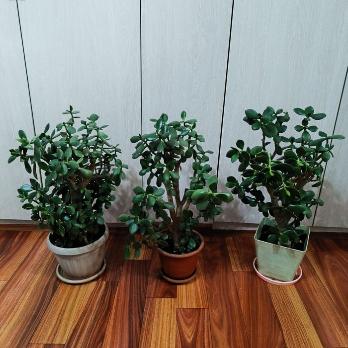 Комнатные растения -Денежное дерево