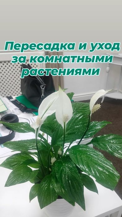 Уход за комнатными цветами