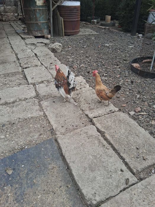 Găinușe și cocoșei pitice