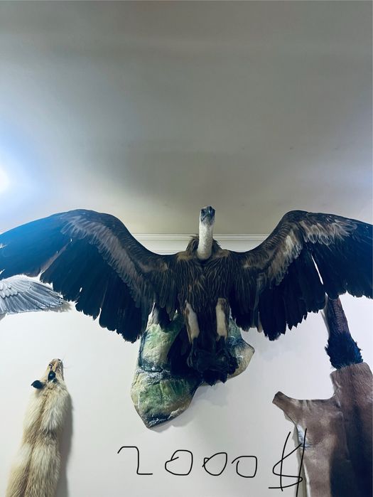 Tirik hayvonlarni mulyaji sovg’agayam Ajoyib tanlov