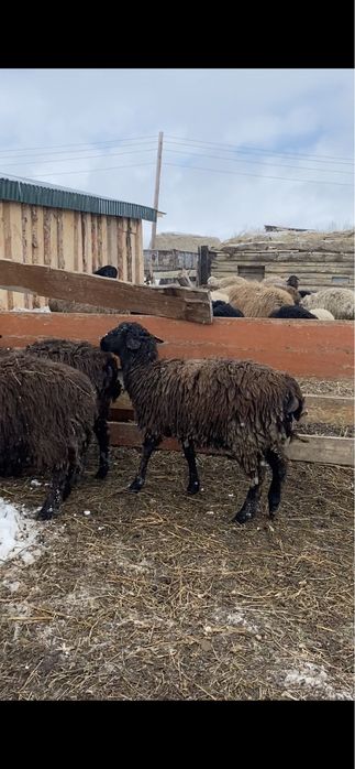 Қойлар сатылады