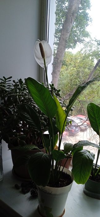 Продам женское счастье