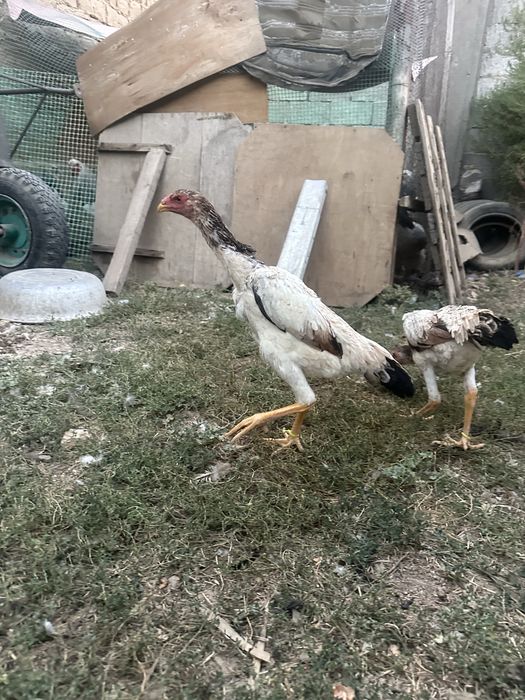 Бойцовый куры Шамо микс