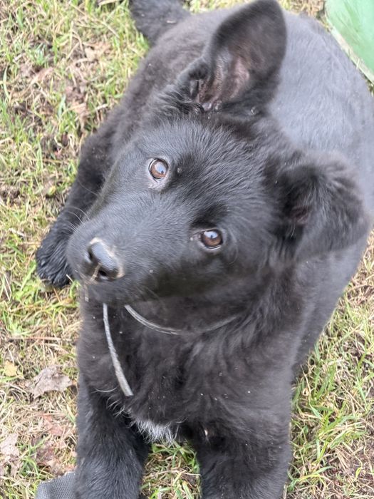 Немецкая овчарка