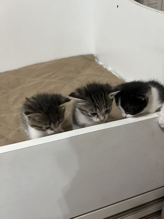 Отдам даром котят в добрые руки