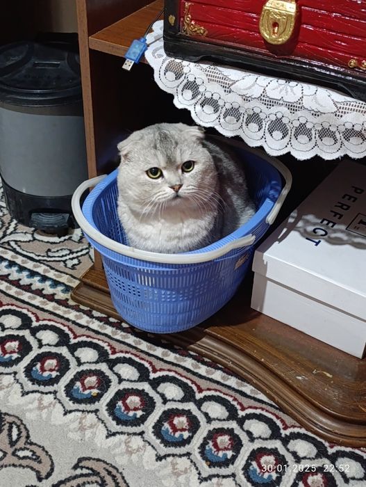 серебристый шиншила фолд