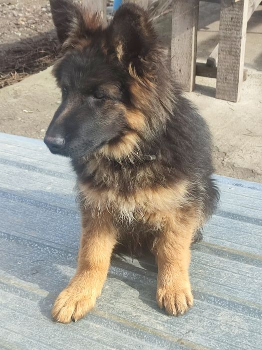 Немецкая овчарка