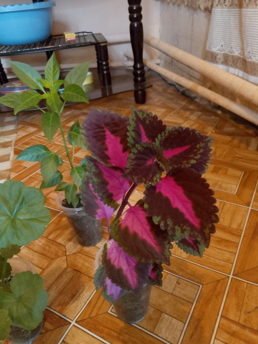 Цветы .комнатные.