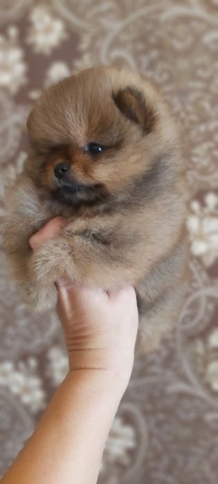 Шпицы рыжие готовы  к переезду
