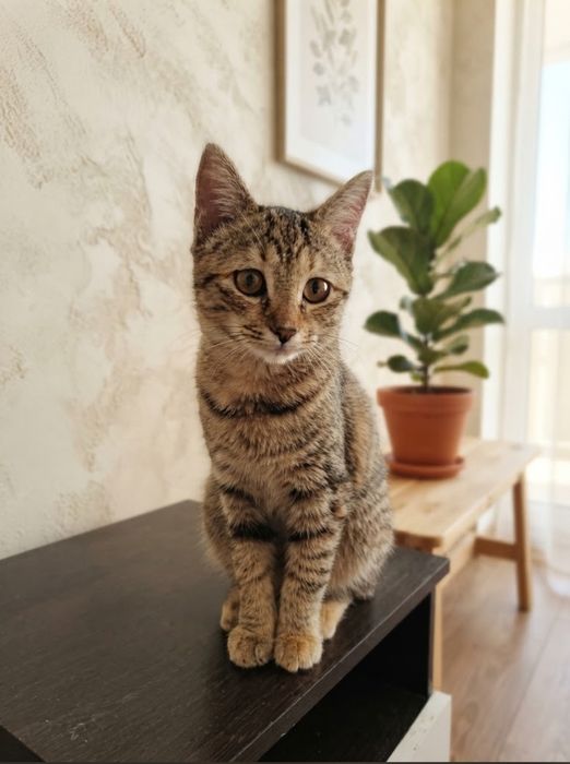 Кошка в хорошие руки Беслатно
