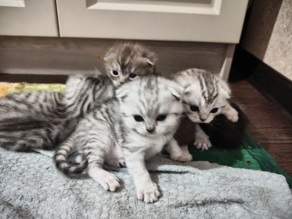 Продаются котята британцы