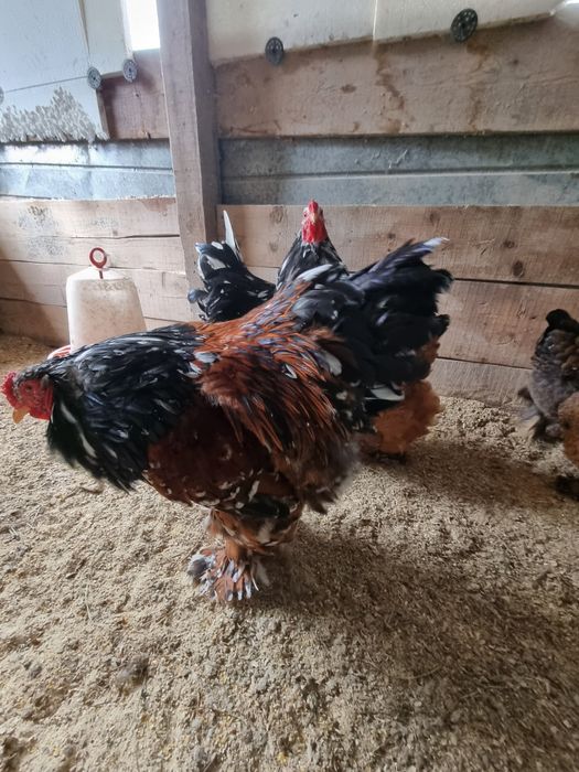 Vand brahma potelan 150bucata