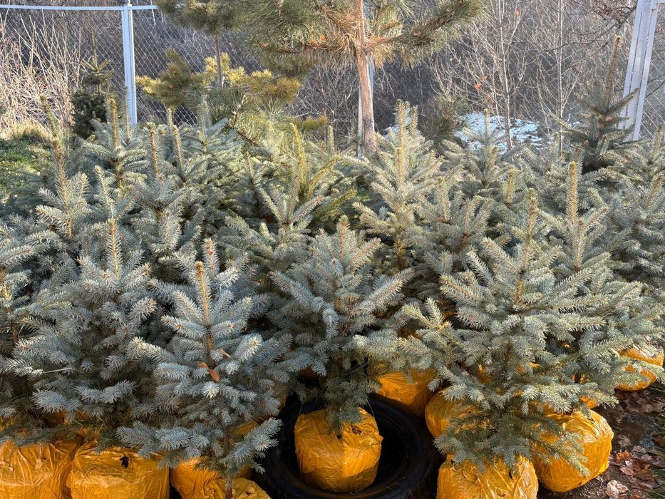 Ёлки голубые блюдаймонд