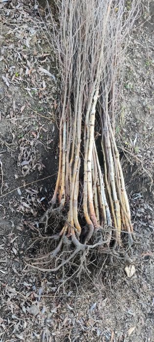 Puieți de mesteacăn alb