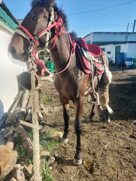 Асаламуалекум. Продам тая