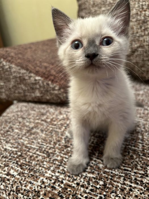 Сиамская кошечка