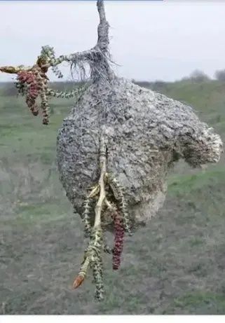 Куркылтайдын уясы ем ушин