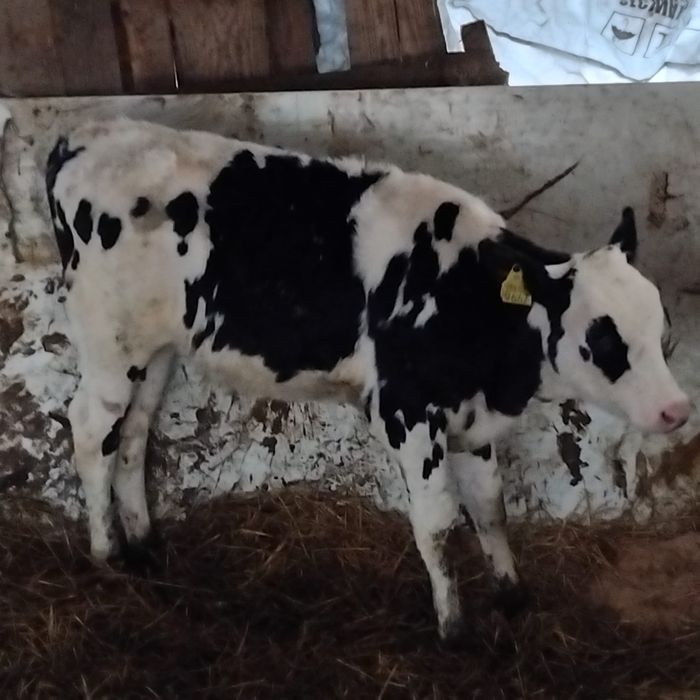 Vând un tauras baltat