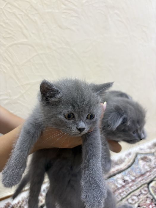 Шотландские котята