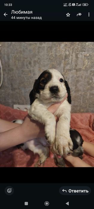 Щенки русский спаниель