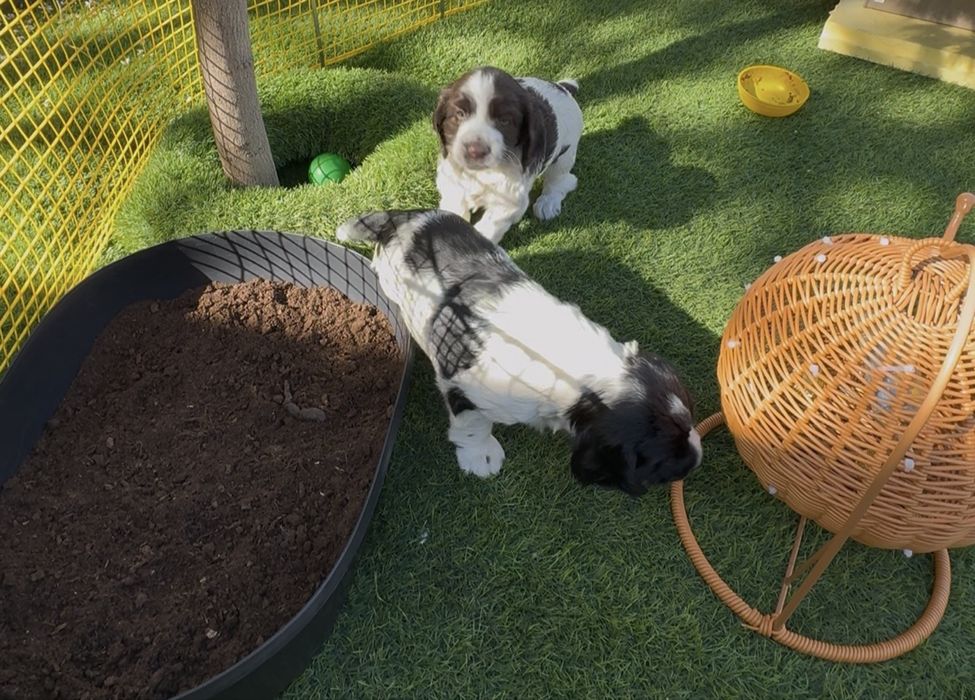 Продам щенят русский спаниель