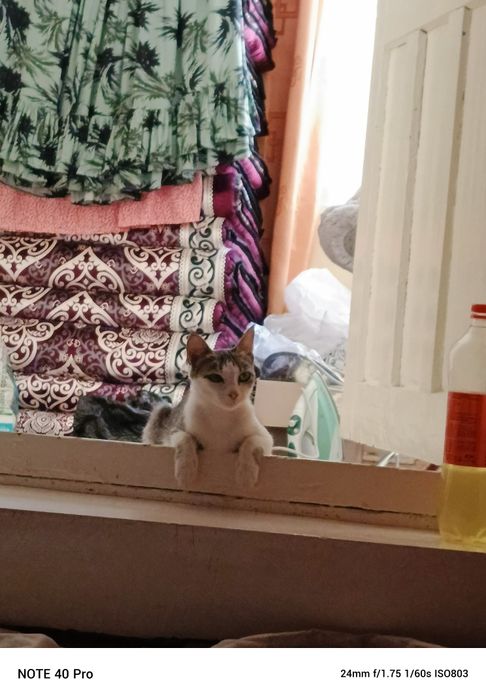 Мушукчалар сотилади 3 дона 1,5 ойли