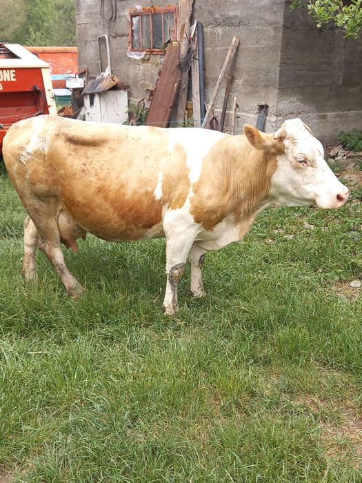 Vând 3 junci gestante și o văcută