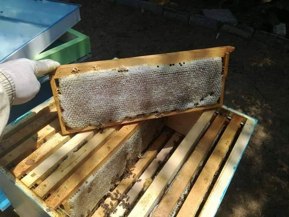 Билков пчелен мед