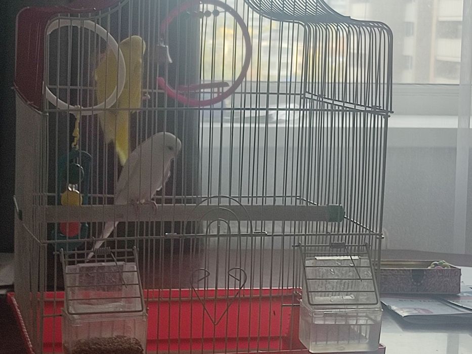 Продам попугаев в добрые руки