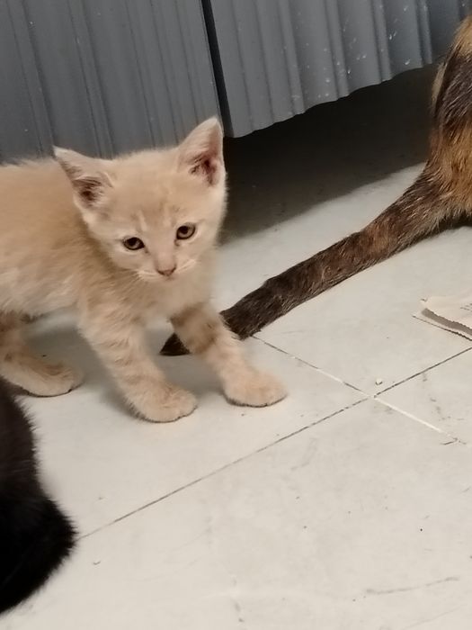 Котята в добрые руки.