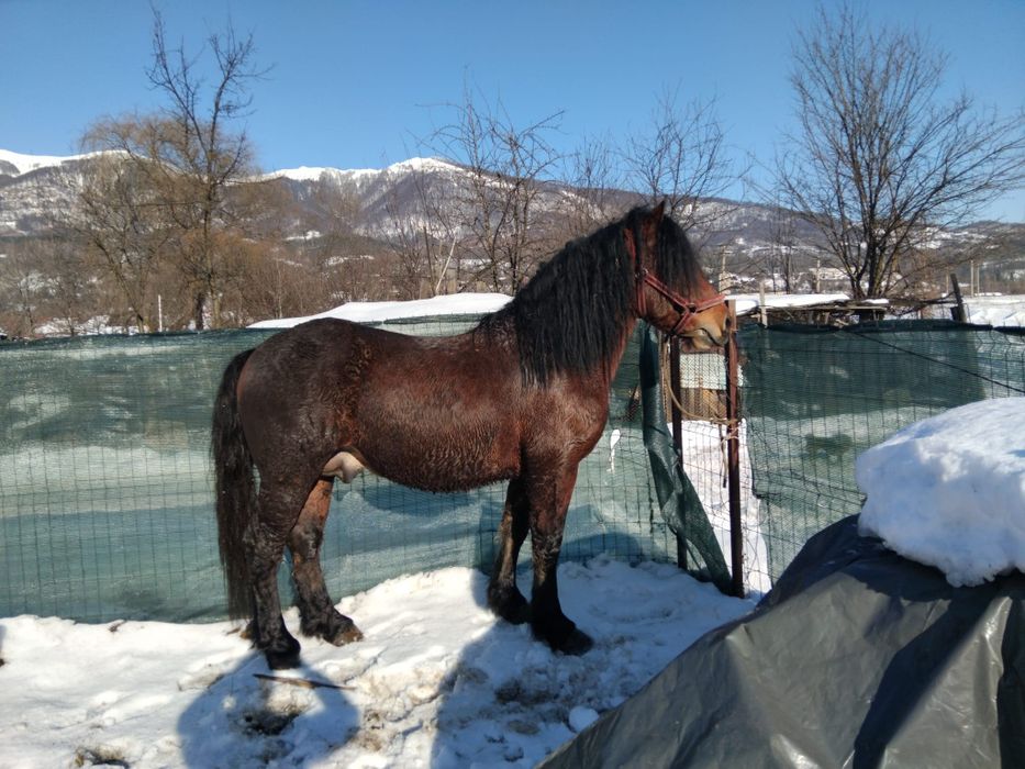 Vând armăsar de 3 ani