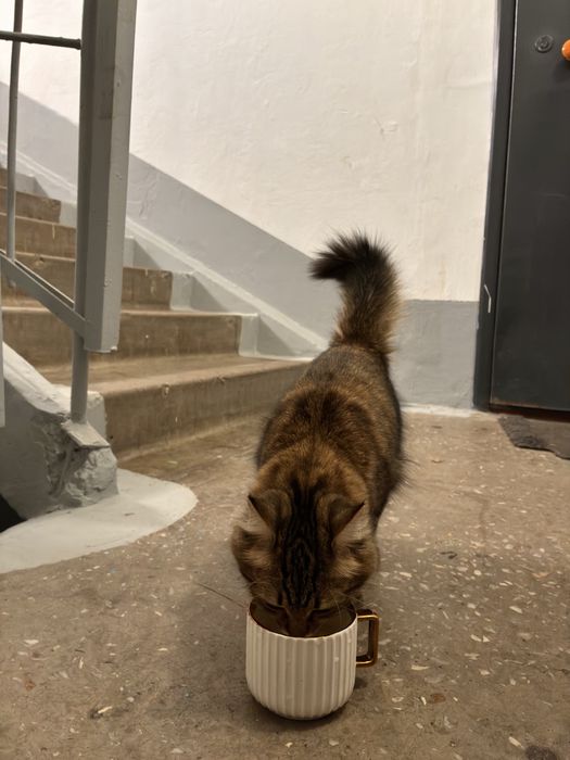 Пристраиваем котенка