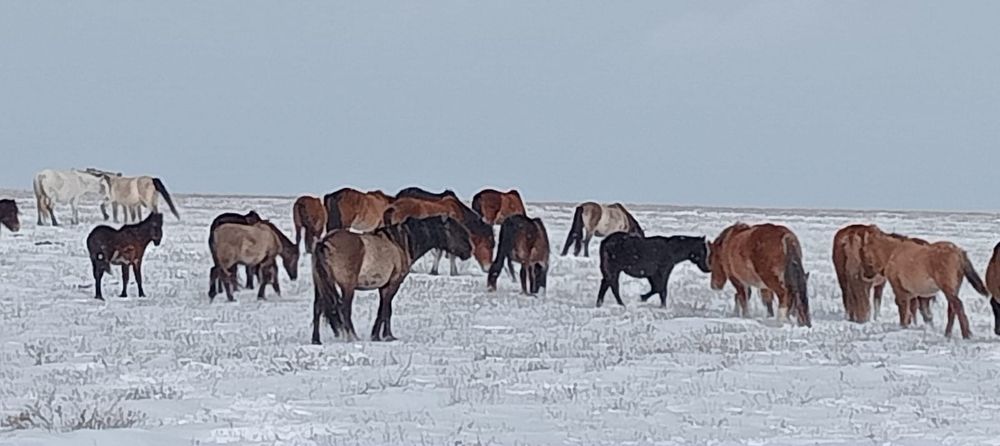 Айғыр сатылады МЗ.  2018 жылы тұылған.