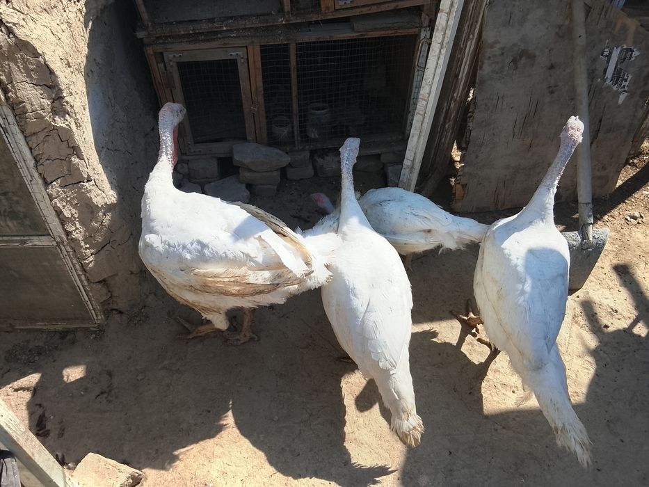 3 ойлик Г'улилар