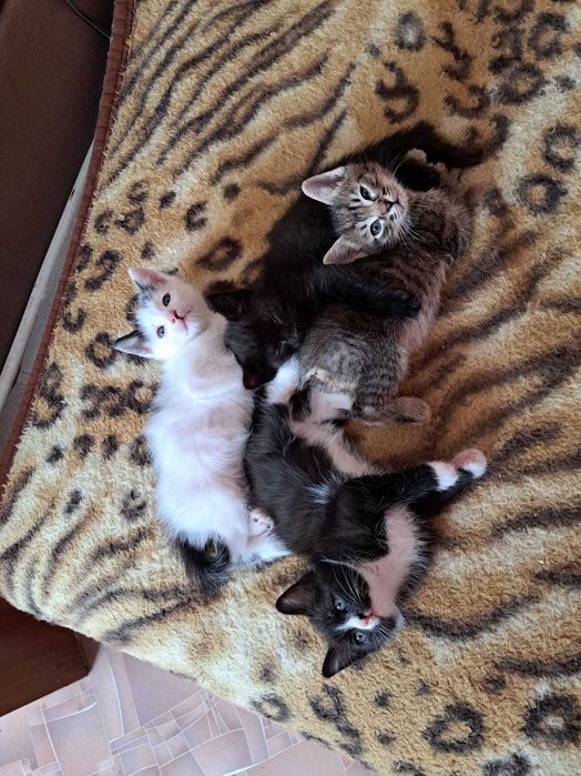 котяток пристраиваю