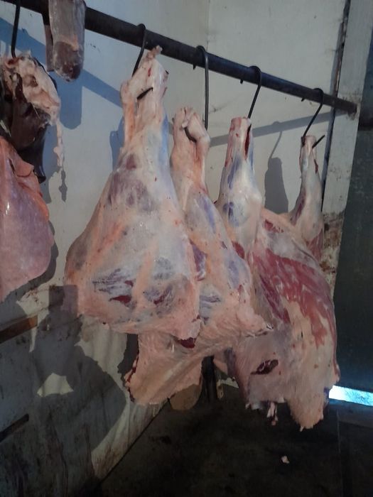 Продам мясо молодняк с откорма