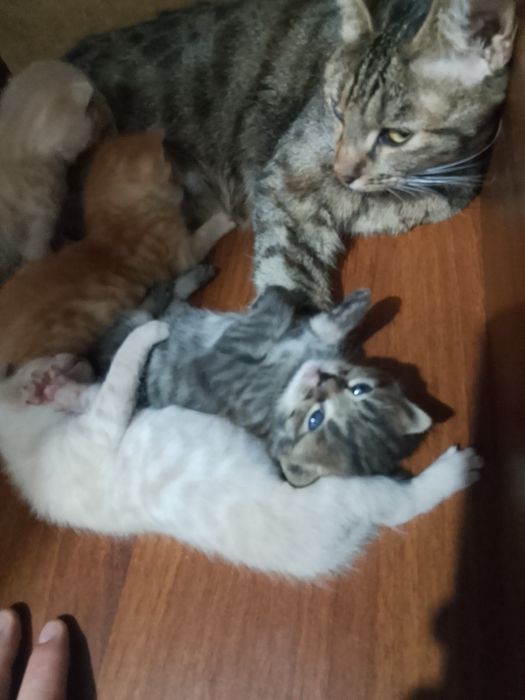 Продам кошки срочно