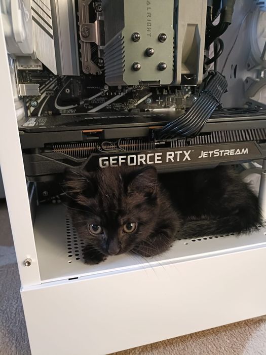 Отдам котёнка девочку