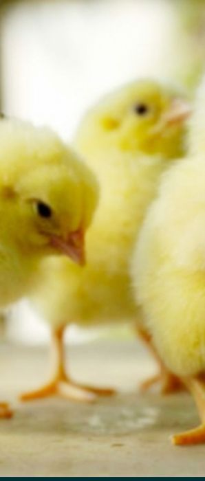 Продам Бройлеров цеплят