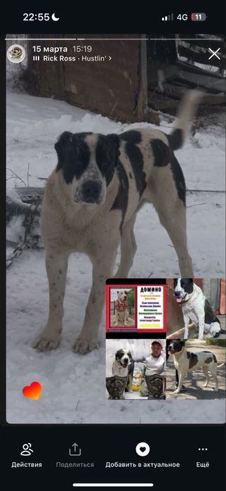 На продаже щенок алабай