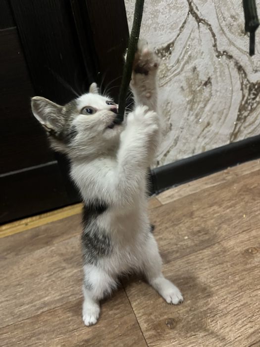 Котенок ищет дом