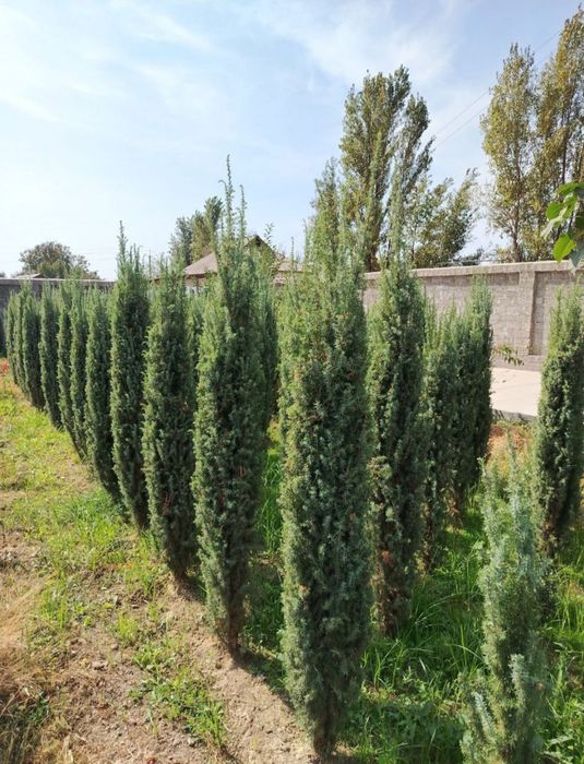 Archa Мы высаживаем саженцы можжевельника всех видов.