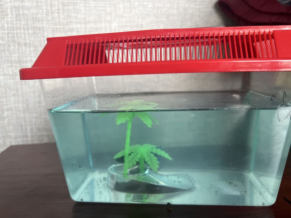 Рыбка петушок самец