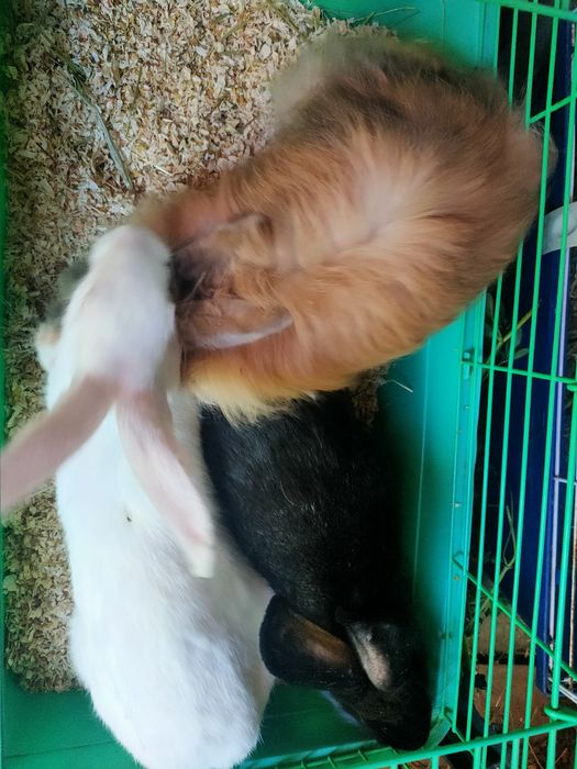 Iepurași drăgălași