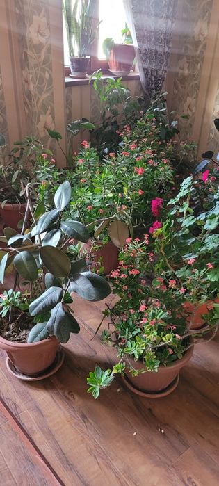 Gullar ,  Домашний Цветы